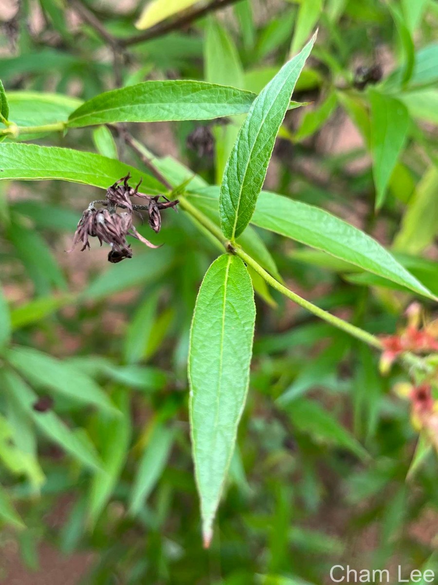 Arachnothryx leucophylla (Kunth) Planch.